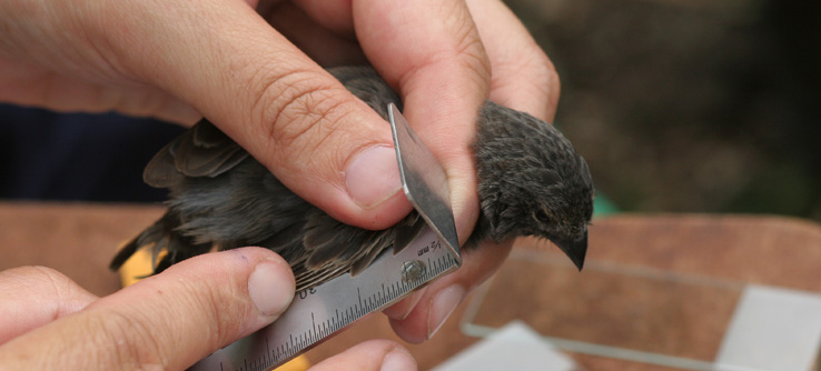 Darwin’s Finches and Natural Selection in the Galapagos